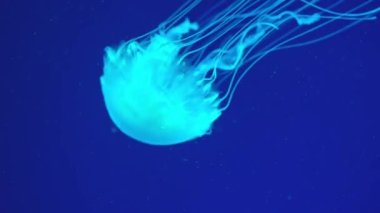 Okyanusta yüzen denizanaları, ışık suyun içinden geçer ve hacimli bir ışın etkisi yaratır. Tehlikeli mavi denizanası.