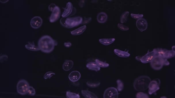 Jellyfish Floating Ocean Sea Light Passes Water Creating Volumetric Ray — Stock Video