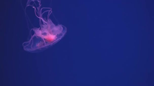 Okyanusta Yüzen Denizanaları Işık Suyun Içinden Geçer Hacimli Bir Işın — Stok video