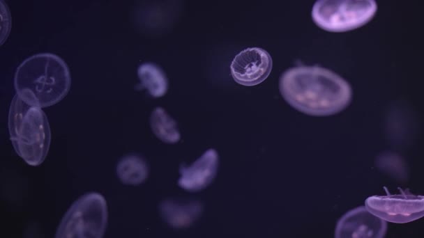 Ubur Ubur Mengambang Laut Laut Cahaya Melewati Air Menciptakan Efek — Stok Video