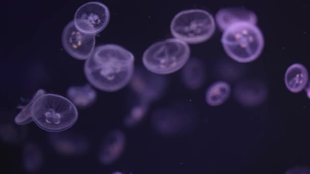 水母漂浮在海洋中 光线穿过水面 产生了体积射线效应 危险的蓝色水母 — 图库视频影像