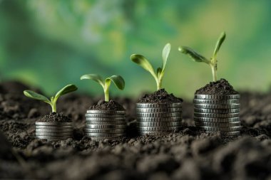 Toprakta yeşil yapraklı ve ağaçlı para büyümesi kavramı, iş ve tarım başarısı finansmanı. Tarım bitkisi yetiştirme Bahçede adım kavramı