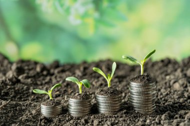 Toprakta yeşil yapraklı ve ağaçlı para büyümesi kavramı, iş ve tarım başarısı finansmanı. Tarım bitkisi yetiştirme Bahçede adım kavramı