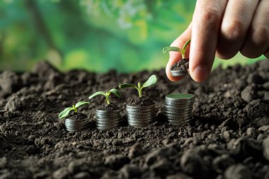 Toprakta yeşil yapraklı ve ağaçlı para büyümesi kavramı, iş ve tarım başarısı finansmanı. Tarım bitkisi yetiştirme Bahçede adım kavramı