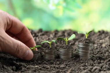 Toprakta yeşil yapraklı ve ağaçlı para büyümesi kavramı, iş ve tarım başarısı finansmanı. Tarım bitkisi yetiştirme Bahçede adım kavramı