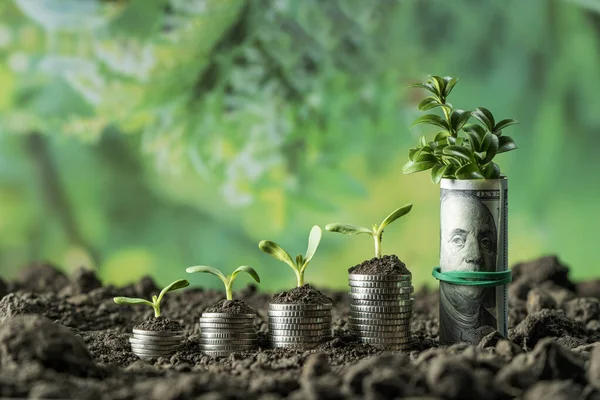 stock image Money growth in soil with green leaves and trees concept, business and farming success finance. Agriculture plant seeding growing step concept in garden