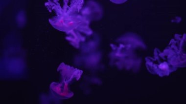 Okyanusta yüzen denizanaları, ışık suyun içinden geçer ve hacimli bir ışın etkisi yaratır. Tehlikeli mavi denizanası.