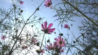 Wildflowers ripple in the wind on the lawn