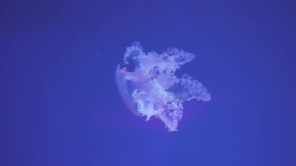 Meduza Unosząca Się Oceanie Morzu Światło Przechodzi Przez Wodę Tworząc — Wideo stockowe