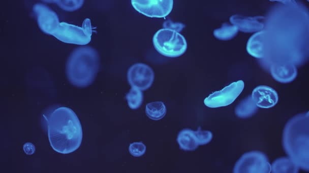 Jellyfish Floating Ocean Sea Light Passes Water Creating Volumetric Ray — Vídeo de stock