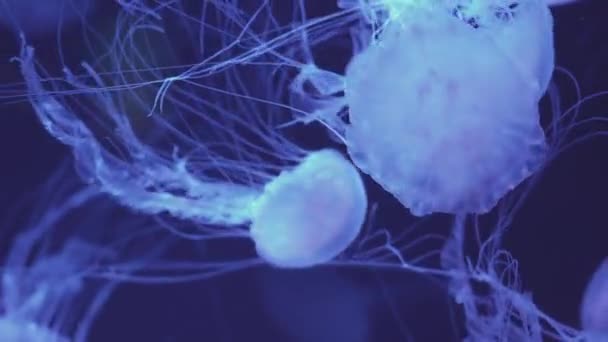Medúzy Vznášejí Moři Světlo Proplouvá Vodou Vytváří Objemový Paprsek Nebezpečná — Stock video