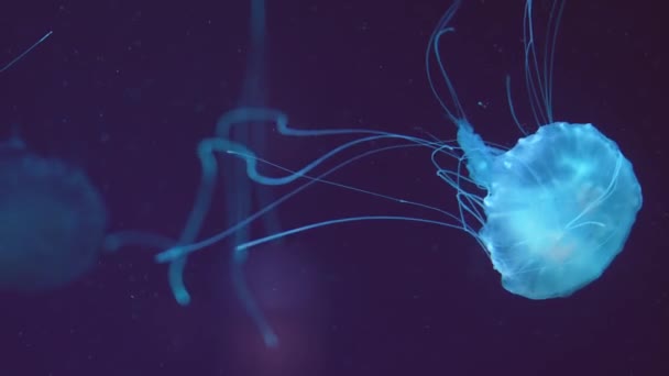 Jellyfish Floating Ocean Sea Light Passes Water Creating Volumetric Ray — Video