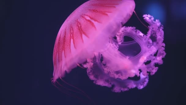 水母漂浮在海洋中 光线穿过水面 产生了体积射线效应 危险的蓝色水母 — 图库视频影像