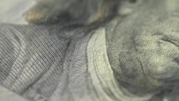 Hundred Dollar Cash Macro Motion Background Sign Fiat Money Bill — Αρχείο Βίντεο