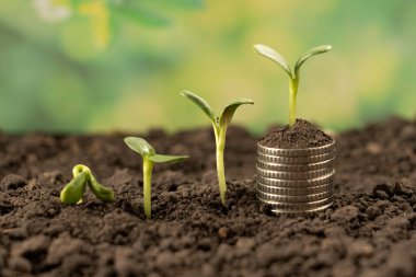 Toprakta yeşil yapraklı ve ağaçlı para büyümesi kavramı, iş ve tarım başarısı finansmanı. Tarım bitkisi yetiştirme Bahçede adım kavramı