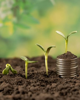 Toprakta yeşil yapraklı ve ağaçlı para büyümesi kavramı, iş ve tarım başarısı finansmanı. Tarım bitkisi yetiştirme Bahçede adım kavramı