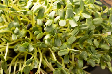 Leaves of microgreens. Close-up of seedlings 6 days of microgreens. Germination of seeds at home. The concept of vegan and healthy food.