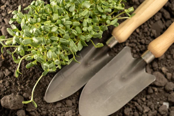 A narrow garden trowel with sprouts lying on the ground. Garden concept, the beginning of the season, the cottage.