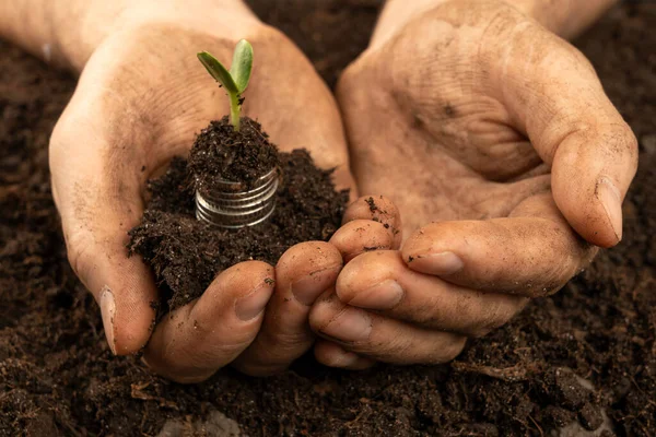 Plants for Money - The Concept of Money Growth A male farmer is touching the soil in a field with his hands. Farmer\'s hands hold organic soil and plants with money .