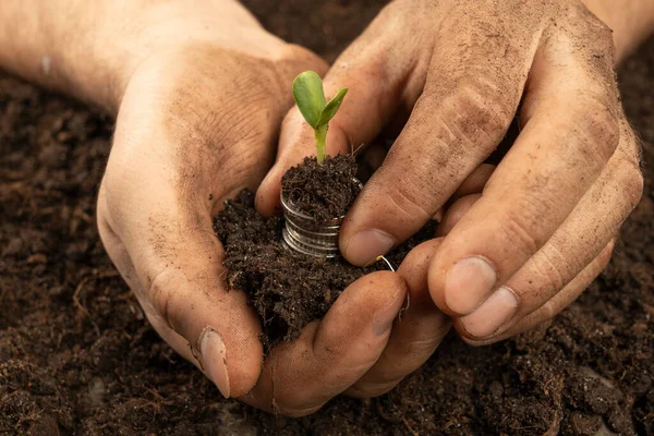 Plants for Money - The Concept of Money Growth A male farmer is touching the soil in a field with his hands. Farmer's hands hold organic soil and plants with money .