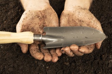 The farmer holds a shovel for seedlings with dirty hands. Hands covered with earth. Dirty hands of a working Farmer - corns on the palms in abrasions. hard work concept