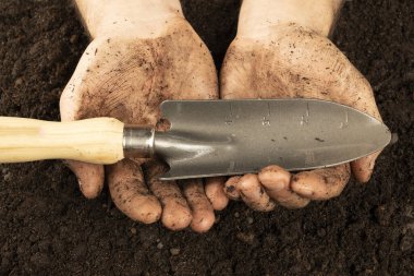 Çiftçi kirli elleriyle fidanlar için bir kürek tutuyor. Ellerin toprakla kaplı. Çalışan bir çiftçinin kirli elleri. Avuç içlerindeki nasırlar aşınmış. sıkı çalışma konsepti