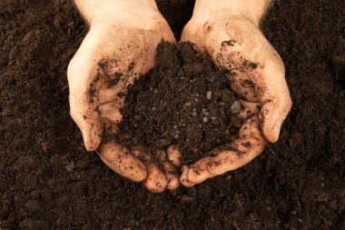 Ellerin toprakla kaplı. Çalışan bir çiftçinin kirli elleri. Avuç içlerindeki nasırlar aşınmış. sıkı çalışma konsepti