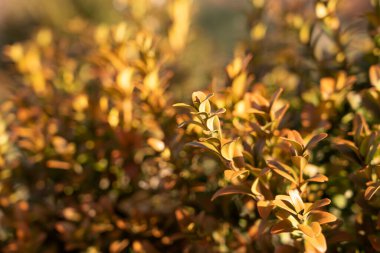 Küçük sarı yapraklı çalılıklar.