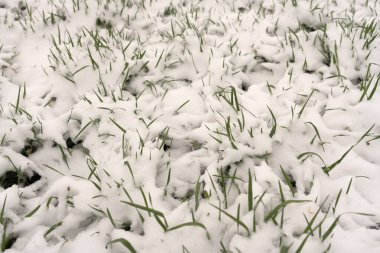 Parktaki çimlerin üstüne kar örtüsü. Sıcak mevsimde yağış, soğuk, soğuk, anormal hava koşulları. Yazılar için arkaplan resmi