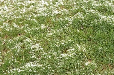 Parktaki çimlerin üstüne kar örtüsü. Sıcak mevsimde yağış, soğuk, soğuk, anormal hava koşulları. Yazılar için arkaplan resmi