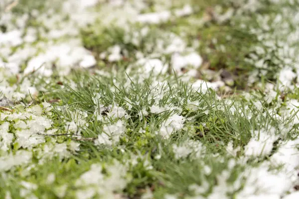 Parktaki Çimlerin Üstüne Kar Örtüsü Sıcak Mevsimde Yağış Soğuk Soğuk — Stok fotoğraf