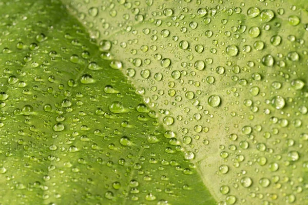 Alto Ângulo Close Gotas Orvalho Folhas — Fotografia de Stock