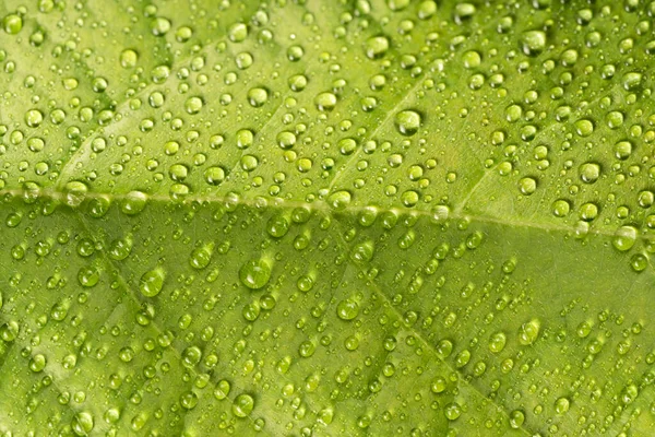 High Angle Close Dew Drops Leaves — Stock Photo, Image