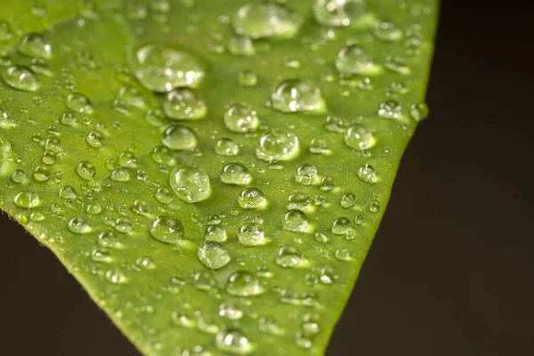 High Angle Close Dew Drops Leaves — Stock Photo, Image