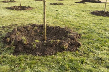 Bahçede gün ışığıyla büyüyen küçük bir ağaç. eko kavramı