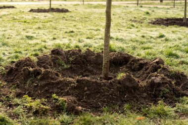 Bahçede gün ışığıyla büyüyen küçük bir ağaç. eko kavramı