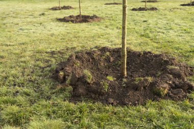 Bahçede gün ışığıyla büyüyen küçük bir ağaç. eko kavramı