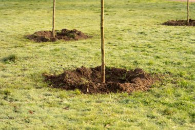 Bahçede gün ışığıyla büyüyen küçük bir ağaç. eko kavramı