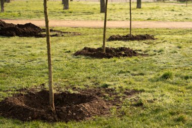 Bahçede gün ışığıyla büyüyen küçük bir ağaç. eko kavramı