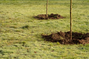 Bahçede gün ışığıyla büyüyen küçük bir ağaç. eko kavramı