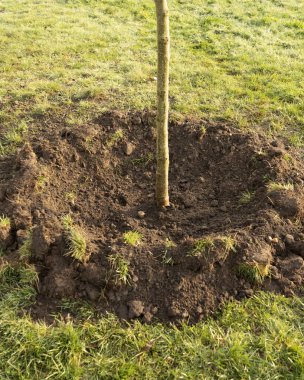 Bahçede gün ışığıyla büyüyen küçük bir ağaç. eko kavramı