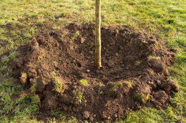 Bahçede gün ışığıyla büyüyen küçük bir ağaç. eko kavramı