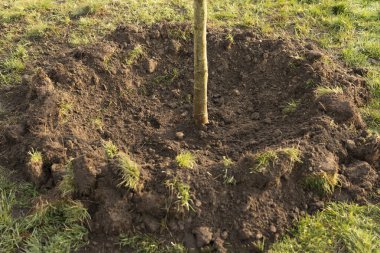 Bahçede gün ışığıyla büyüyen küçük bir ağaç. eko kavramı