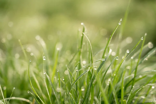 Vista Vicino Delle Gocce Pioggia Sull Erba Verde Primavera — Foto Stock
