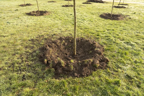 Malý Strom Rostoucí Slunečním Svitem Zahradě Eko Koncept Royalty Free Stock Obrázky