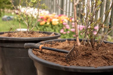 Yaban mersini çalılarını gübreli ve topraklı büyük kaplarda özenle dikmek. Bahçe işleri ve bitki yetiştirme kavramı.
