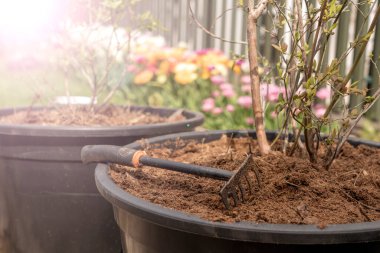 Yaban mersini çalılarını gübreli ve topraklı büyük kaplarda özenle dikmek. Bahçe işleri ve bitki yetiştirme kavramı.