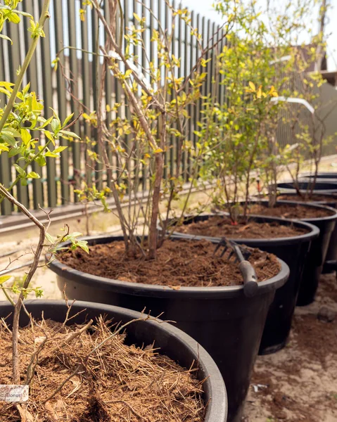 stock image Care and planting of blueberry bushes in large containers with fertilizers and soil. The concept of gardening and growing plants