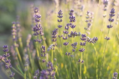 Provence, Fransa bir alanda gün batımında çiçek açan lavanta