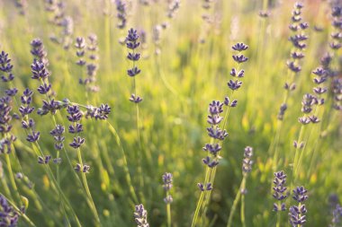 Provence, Fransa bir alanda gün batımında çiçek açan lavanta